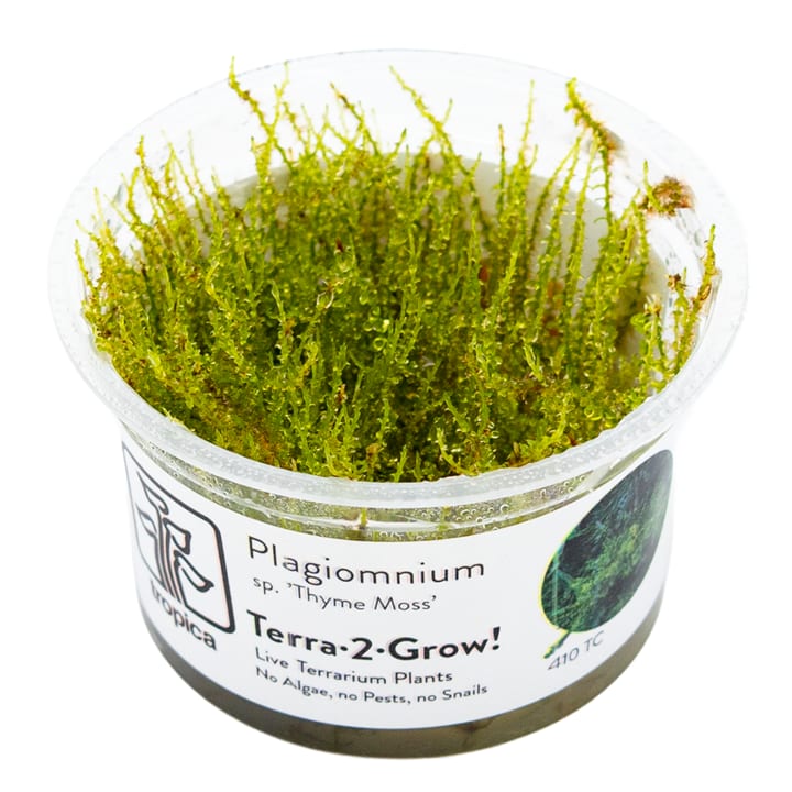 Plagiomnium sp. 'Thyme Moss'