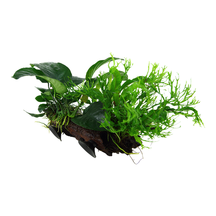 Microsorum sp.